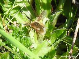 Image of Bombylius medius Linnaeus 1758