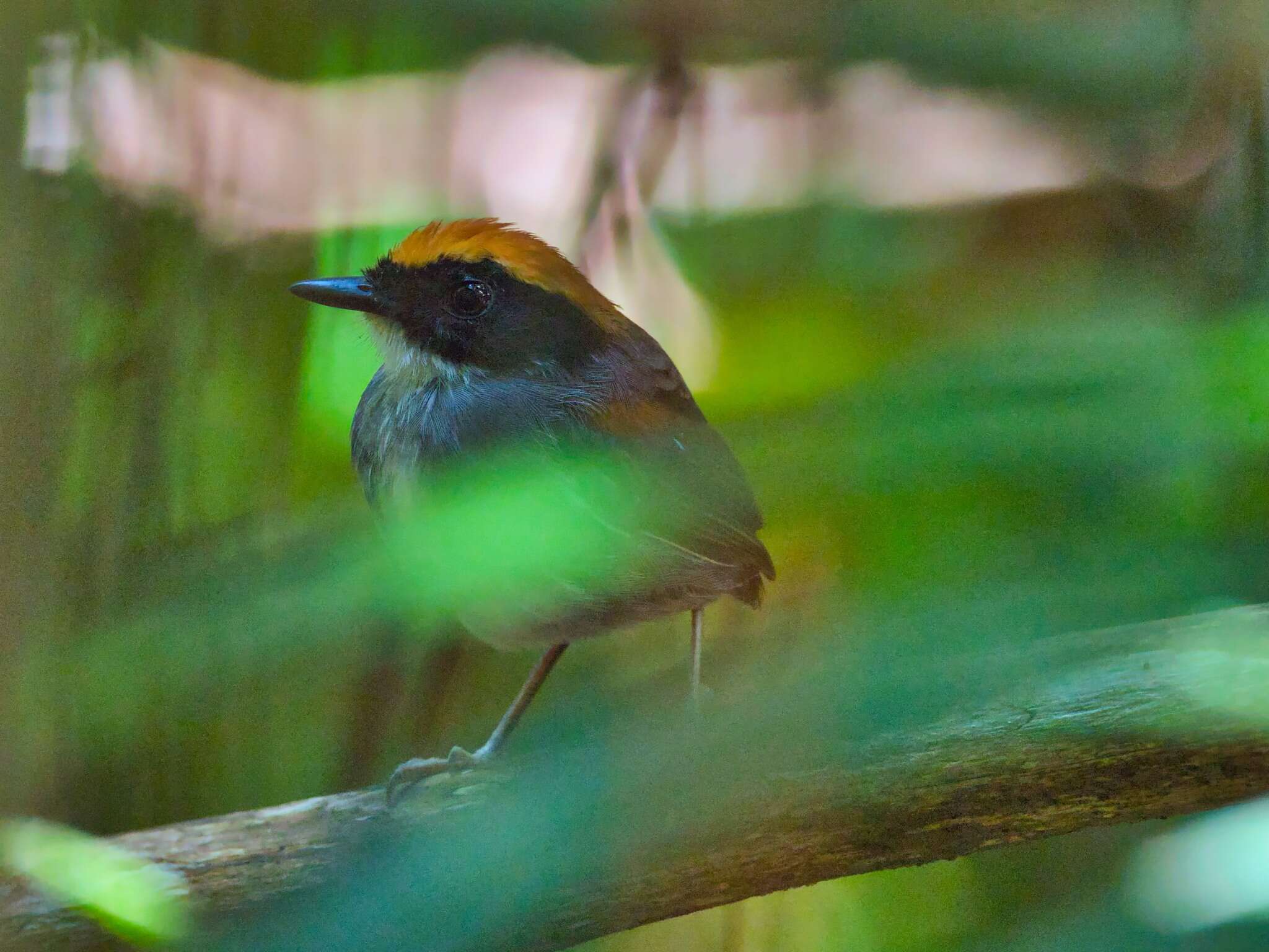 Image of Black-cheeked Gnateater