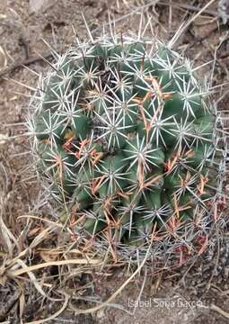 Image of Coryphantha clavata (Scheidw.) Backeb.