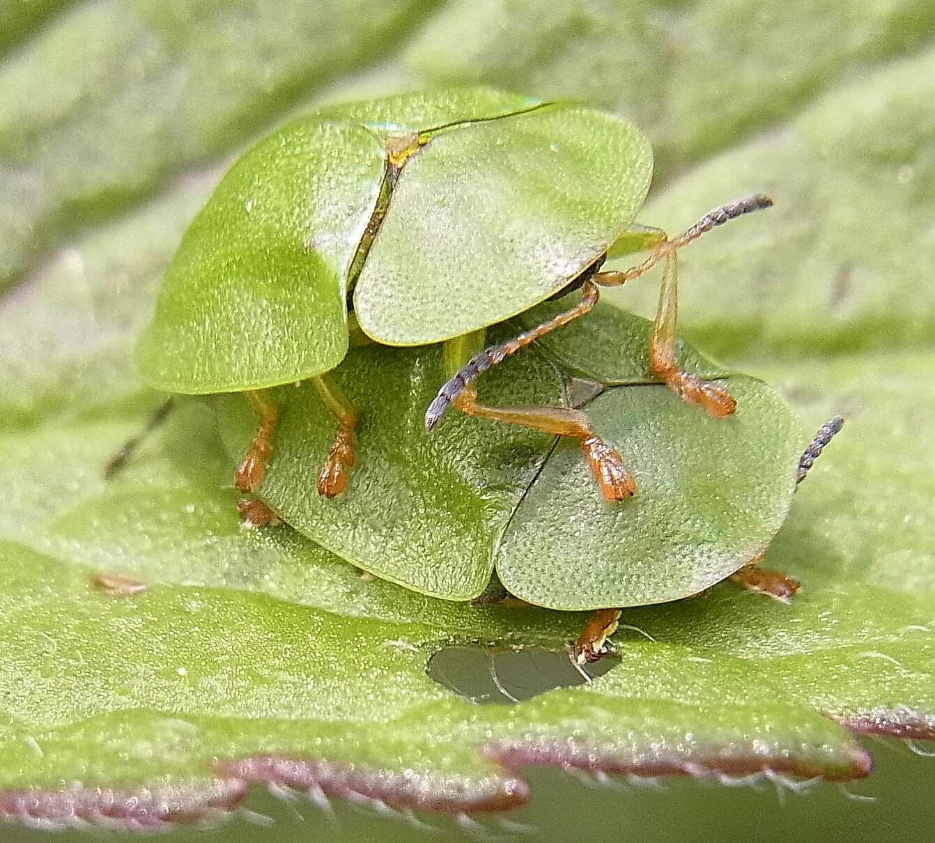 Image of Cassida (Odontionycha) viridis Linnaeus 1758