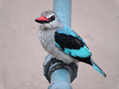 Image of Senegal Kingfisher