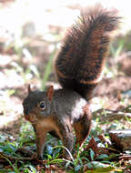 Image of Guianan Squirrel