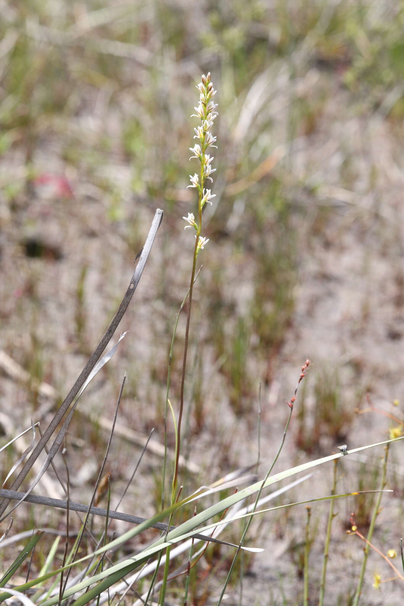 Image of Pouched leek orchid