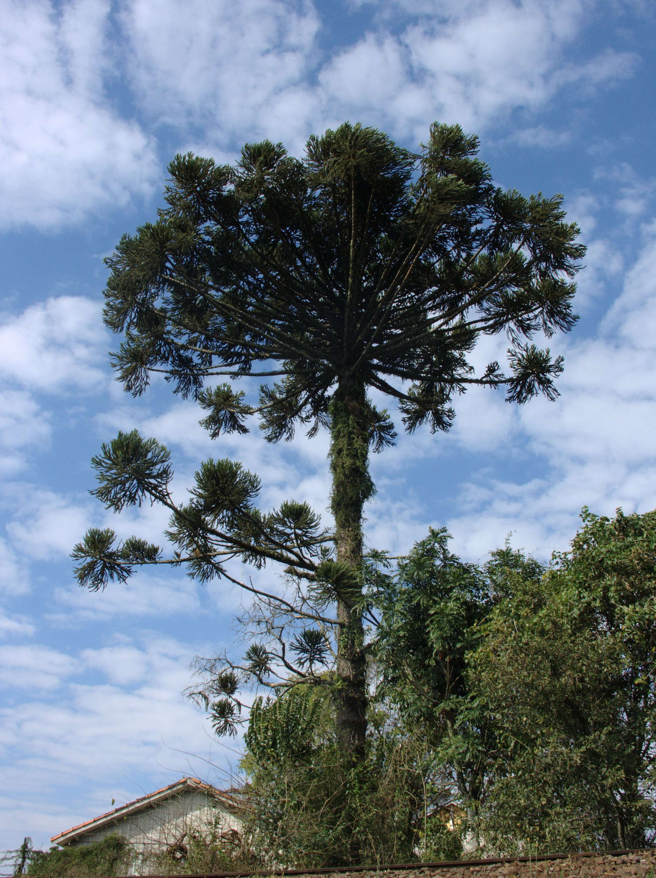 Image of Candelabra Tree