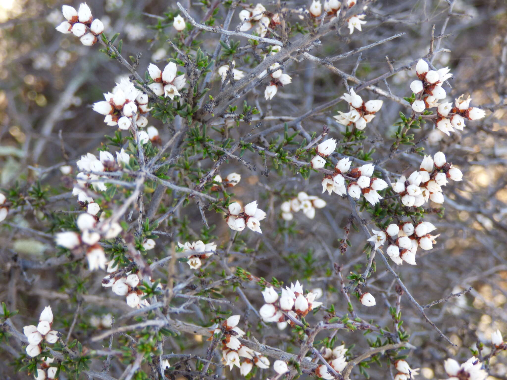 Image of Cryptandra propinqua A. Cunn. ex Fenzl