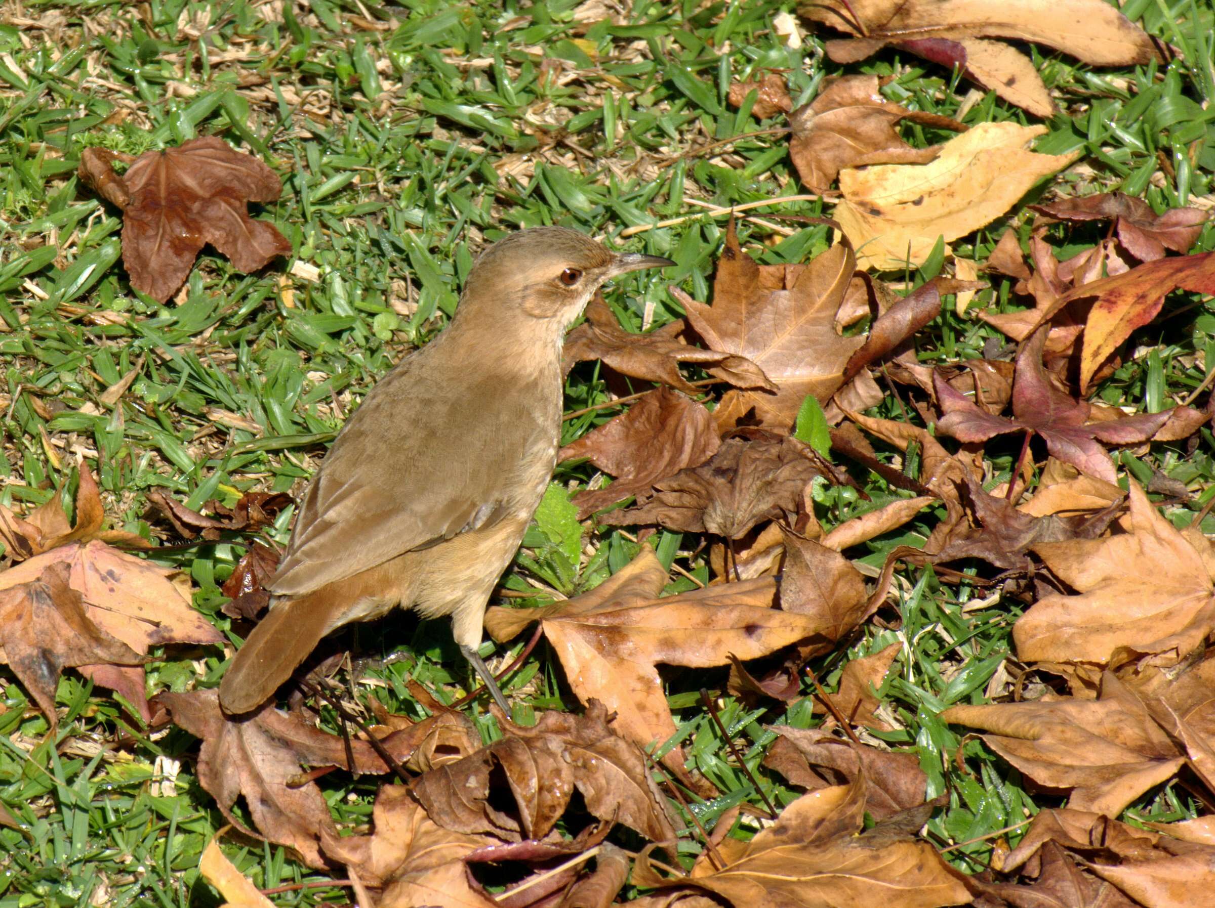 Image of Rufous Hornero