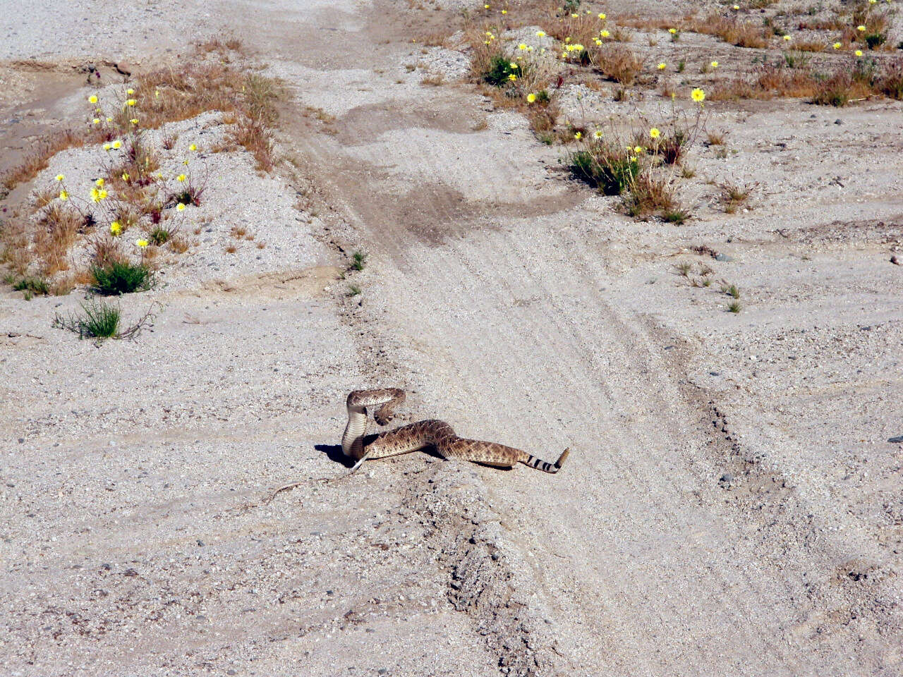 Image of Red Diamond Rattlesnake