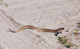 Image of Red Diamond Rattlesnake