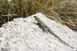 Image of common side-blotched lizard