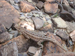 Image of common side-blotched lizard