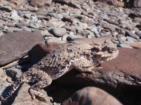 Image of Desert Horned Lizard