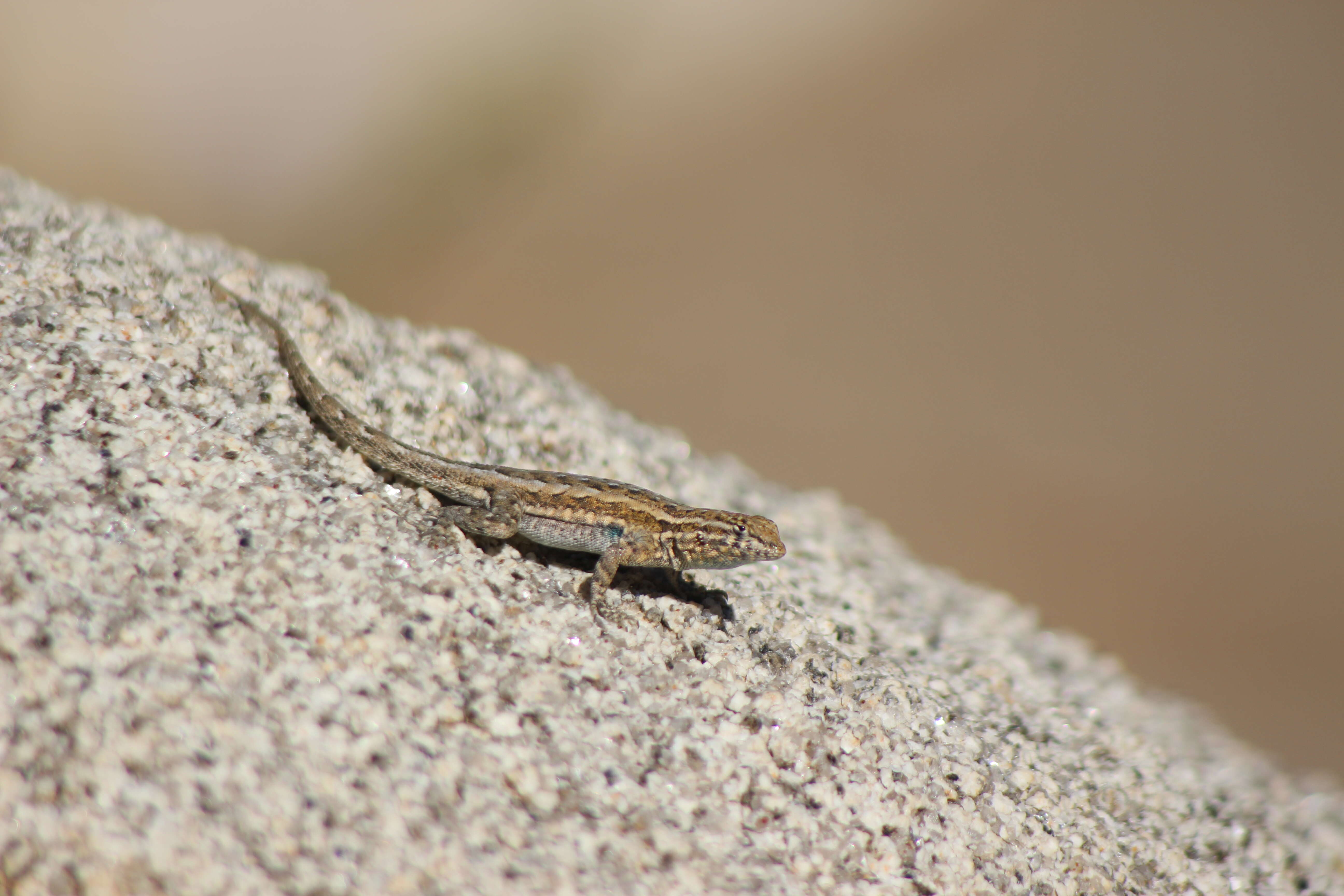 Image of common side-blotched lizard