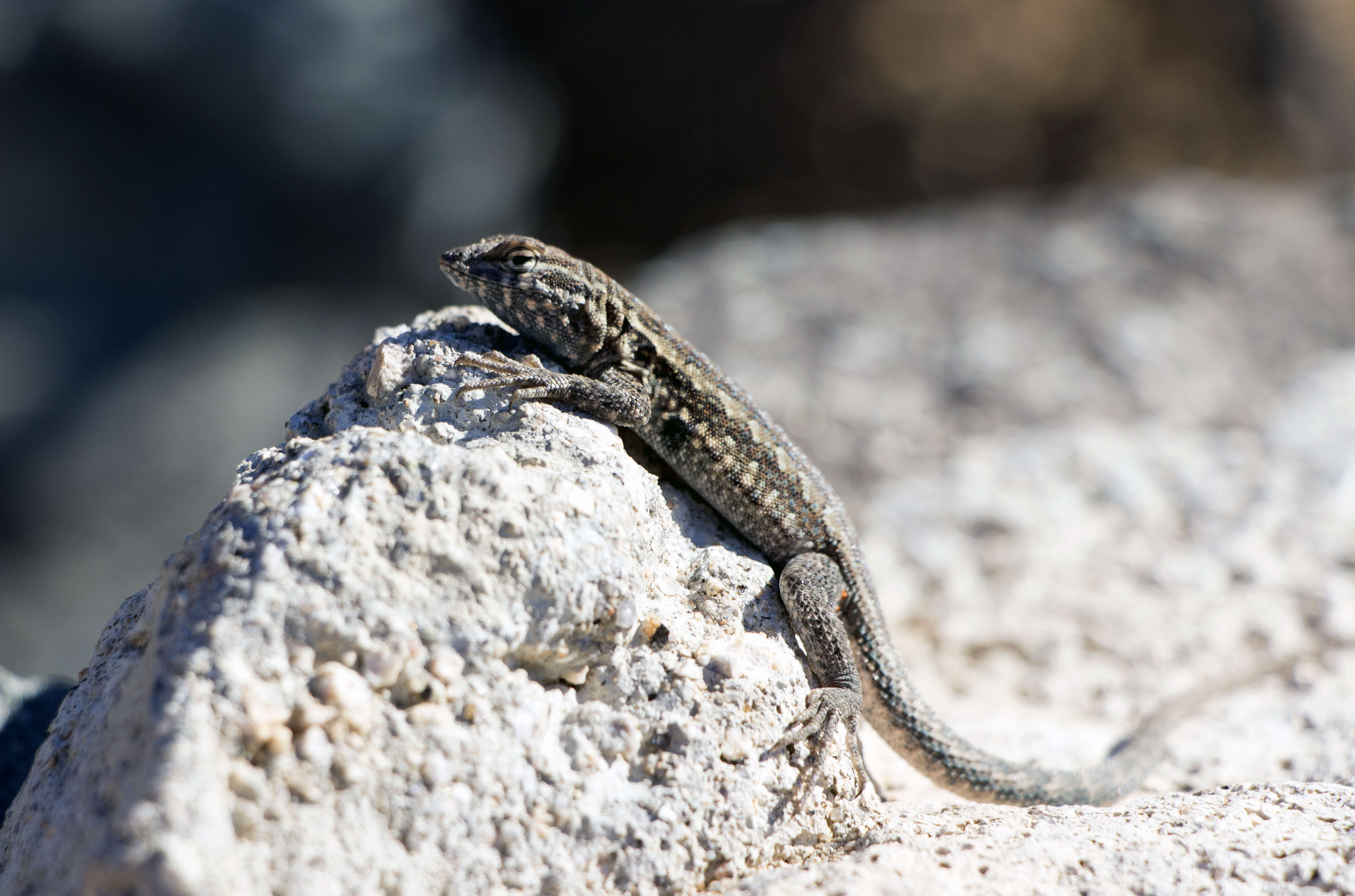 Image of common side-blotched lizard