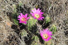 Image de Echinocereus cinerascens subsp. cinerascens