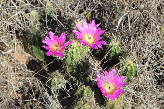 Image de Echinocereus cinerascens subsp. cinerascens