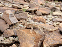 Image of common side-blotched lizard