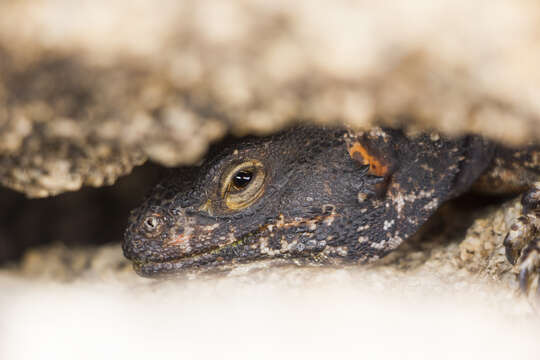 Image of Common Chuckwalla