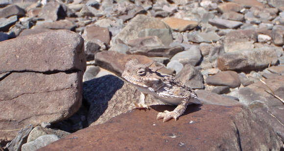 Image of Desert Horned Lizard