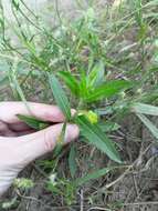 Image of evening primrose