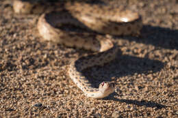 Pituophis catenifer catenifer (Blainville 1835)的圖片