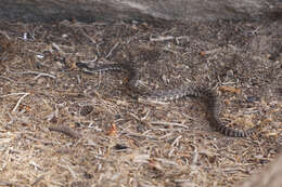 Image of Northern Pacific Rattlesnake