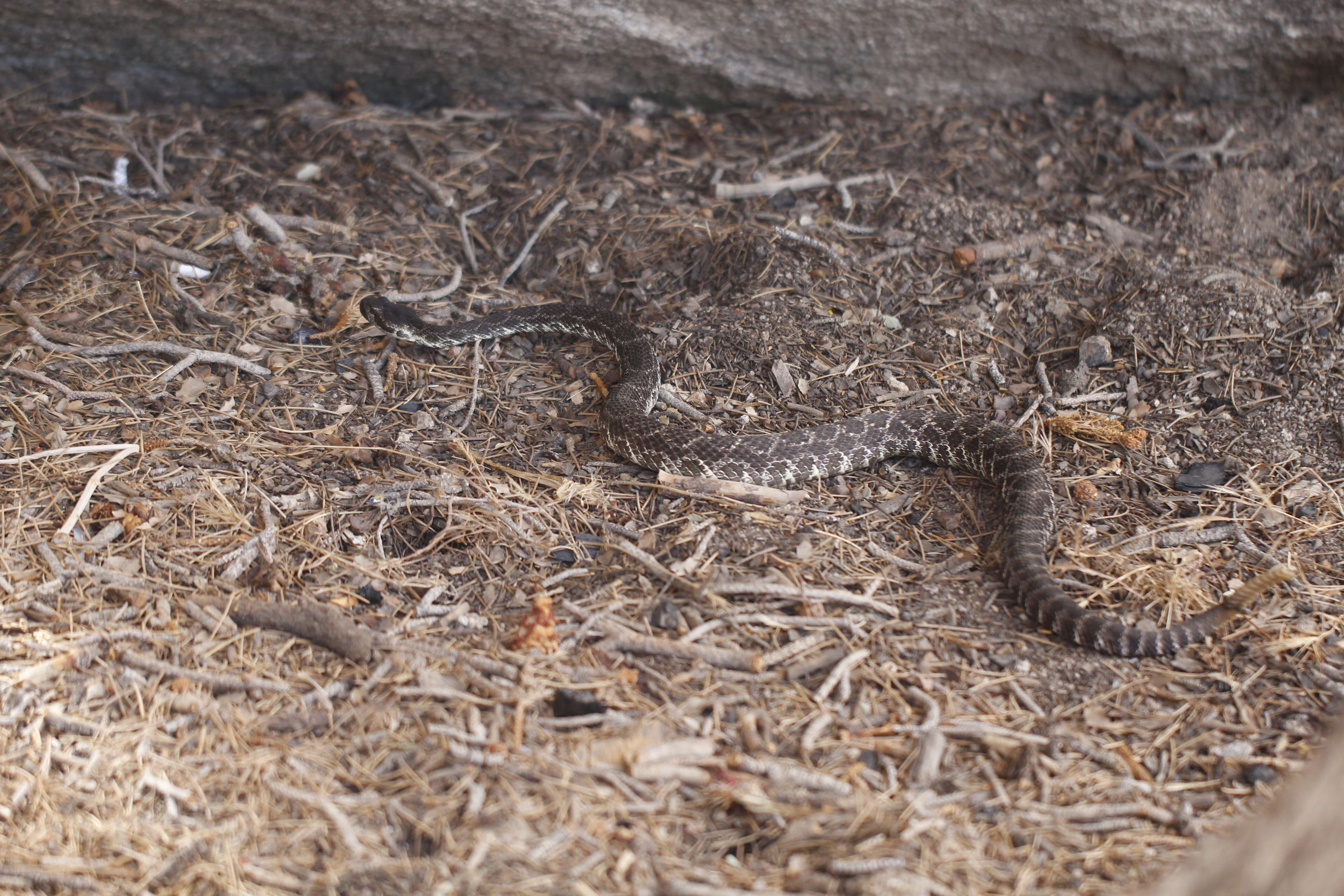 Image of Northern Pacific Rattlesnake