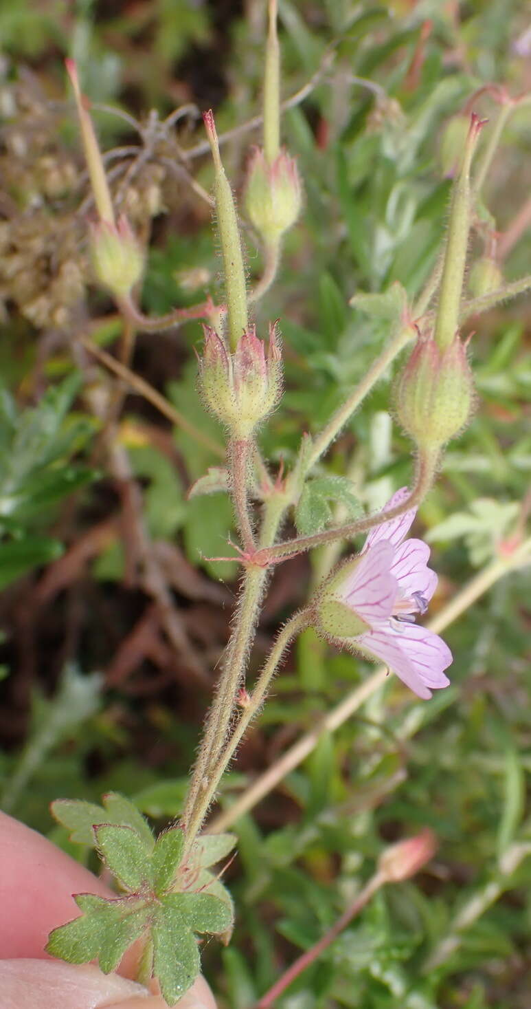 Imagem de Geranium ornithopodon Eckl. & Zeyh.