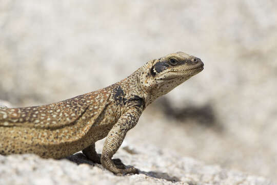 Image of Common Chuckwalla