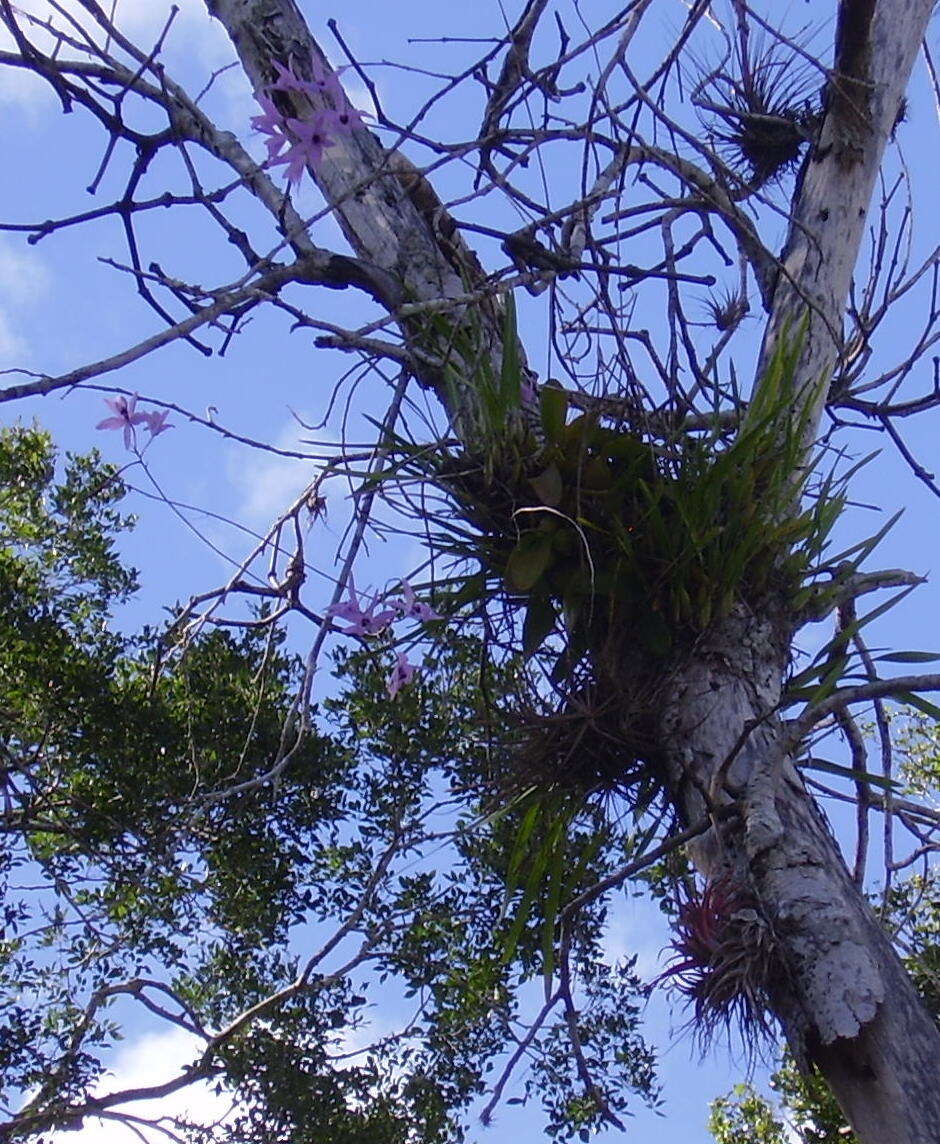 Image of pale laelia