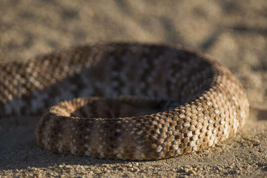 Image of Speckled Rattlesnake
