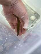 Image of Top minnow