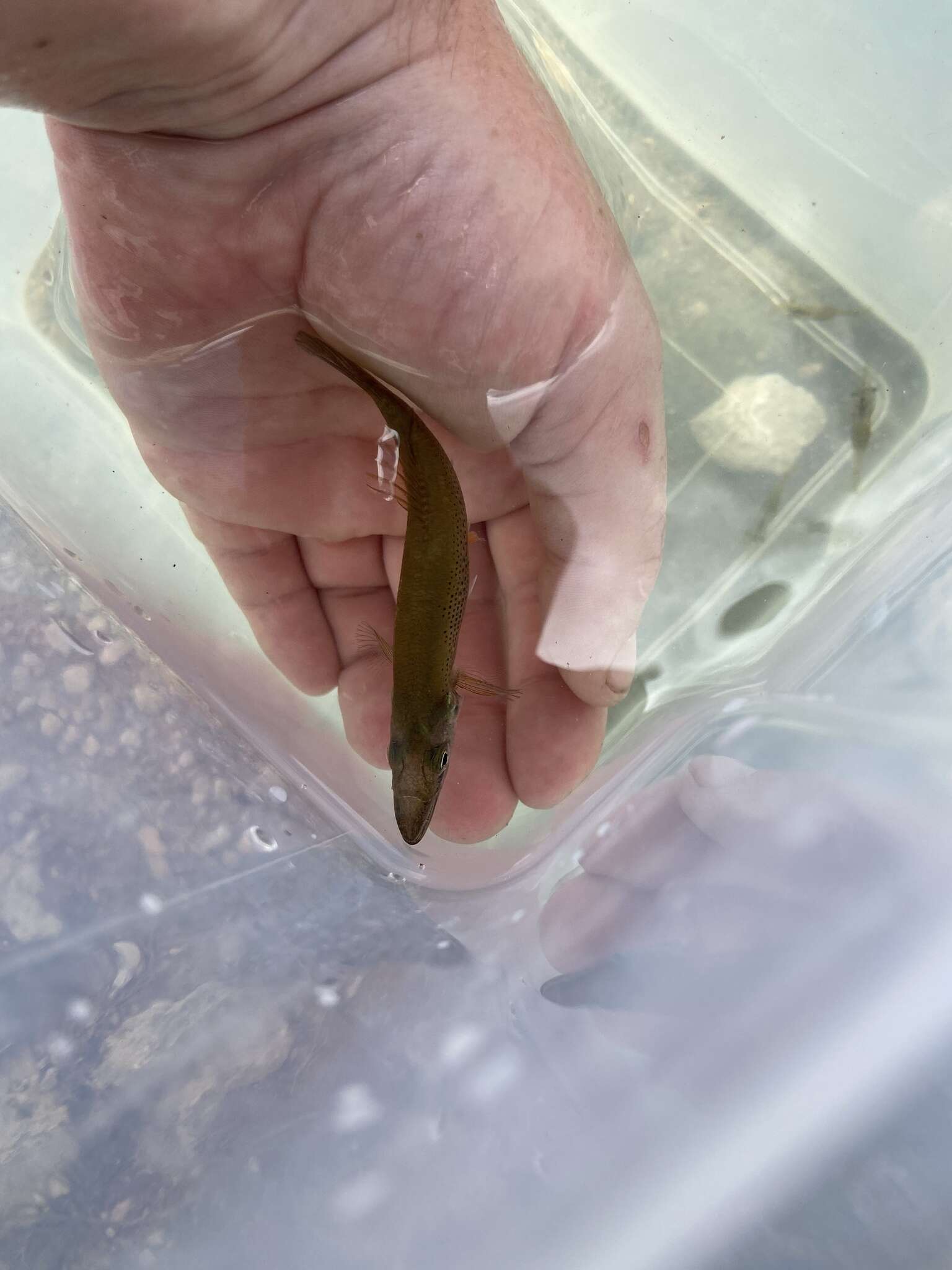 Image of Top minnow