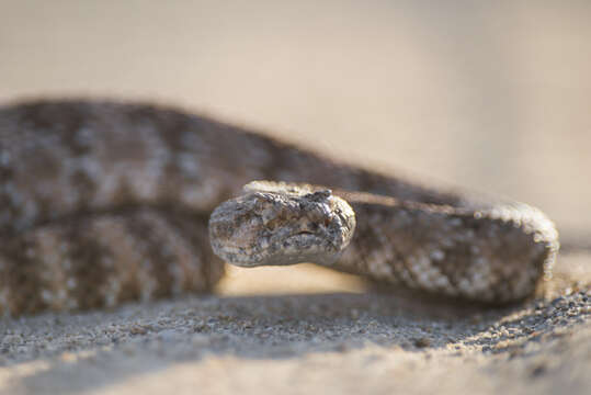 صورة Crotalus mitchellii (Cope 1861)