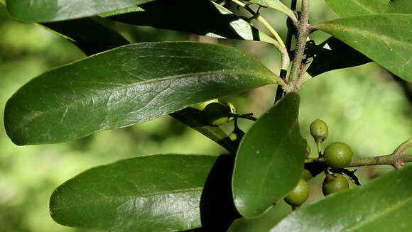 Plancia ëd Euclea racemosa subsp. schimperi (A. DC.) F. White