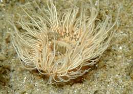 Image of small snakelocks anemone