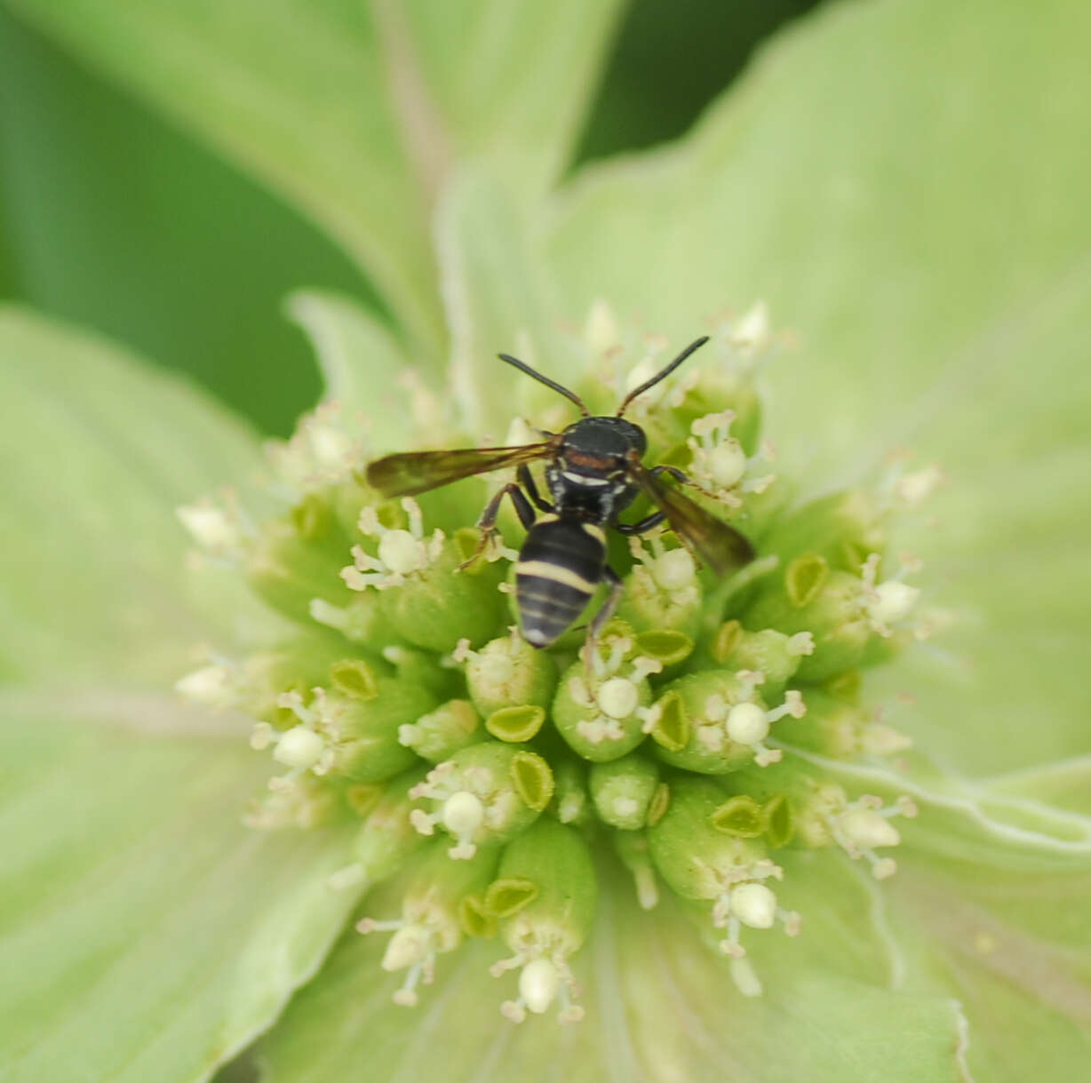 Image of <i>Epeolus obscuripes</i>