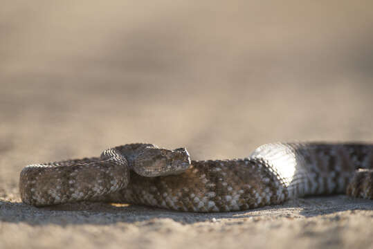 صورة Crotalus mitchellii (Cope 1861)