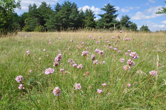 Image of Armeria arenaria (Pers.) Schult.