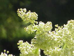 Image of Chinese rhubarb