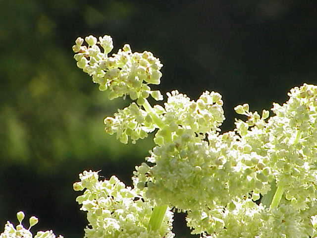 Image of Chinese rhubarb