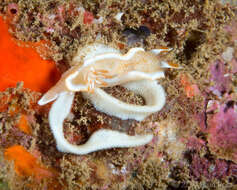 Image of Red-margined orange slug