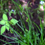 Image of pale sedge