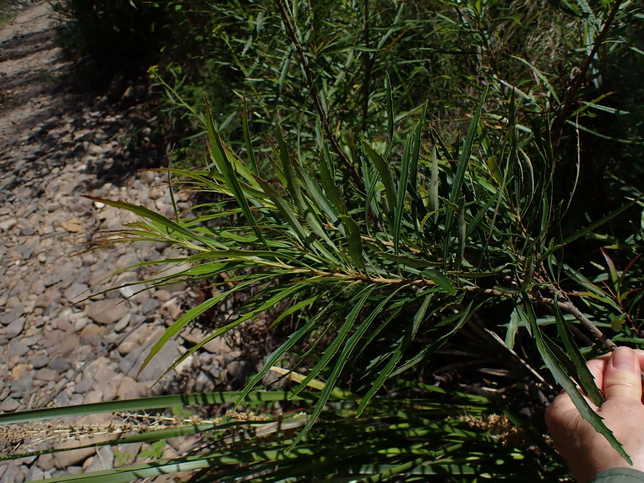 Lomatia myricoides (C. F. Gaertner) Domin的圖片