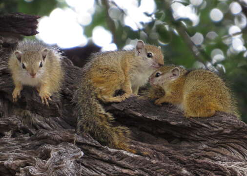 صورة Paraxerus cepapi (A. Smith 1836)