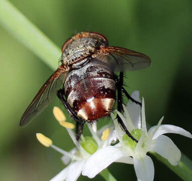 صورة Archytas marmoratus (Townsend 1915)