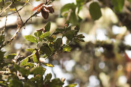 Image of Quercus costaricensis Liebm.