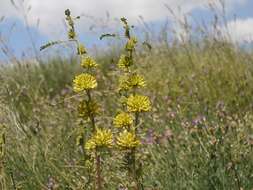 Imagem de Astragalus ponticus Pall.