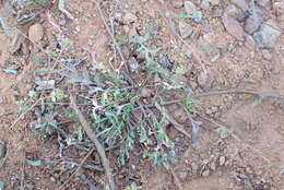 Image of Lepidium desertorum Eckl. & Zeyh.