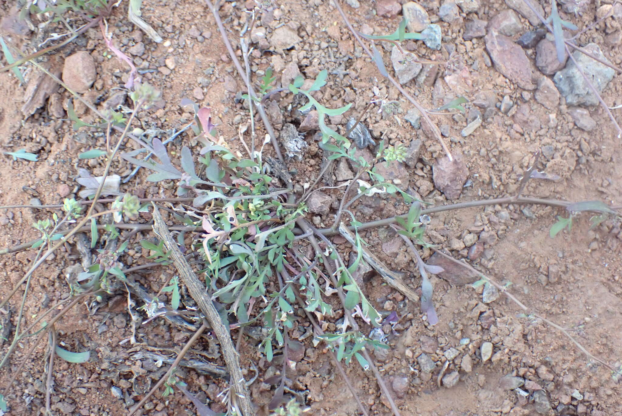 Image of Lepidium desertorum Eckl. & Zeyh.