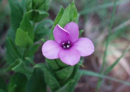 Image of Barleria ovata E. Mey. ex Nees